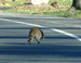 animal picture