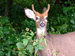 animal picture