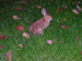 animal picture