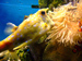 fish picture