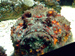 fish picture