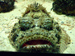 fish picture
