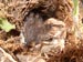 bird picture