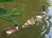 bird picture