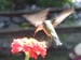 bird picture