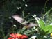 bird picture