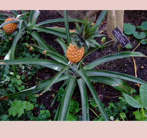 plant picture