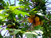 plant picture