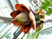 plant picture